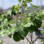 Budhova ruka (Citrus medica) - výška 150-170 cm, kont. C30L